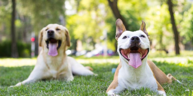 De Fijnste Koelmat – Door Honden Getest – Happy Animal
