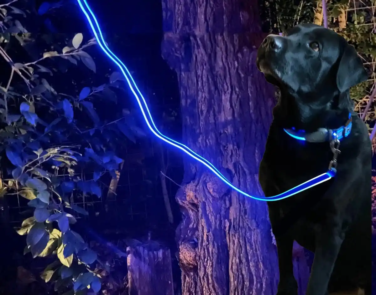 Night Dog Lichtgevende LED Hondenriem