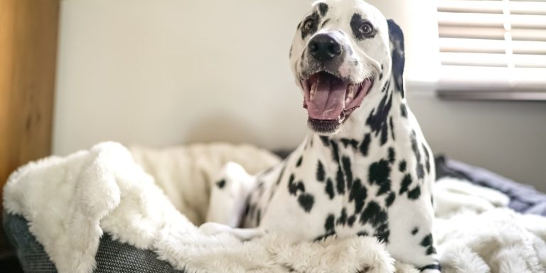 De 7 Beste Luxe Hondenmanden En Waarom Deze Nodig Zijn