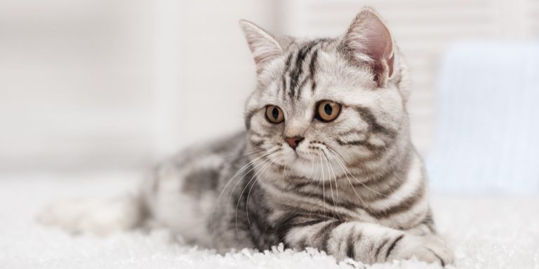 Ontwormen Van Je Kat – Vind De Geschikte Wormenkuur