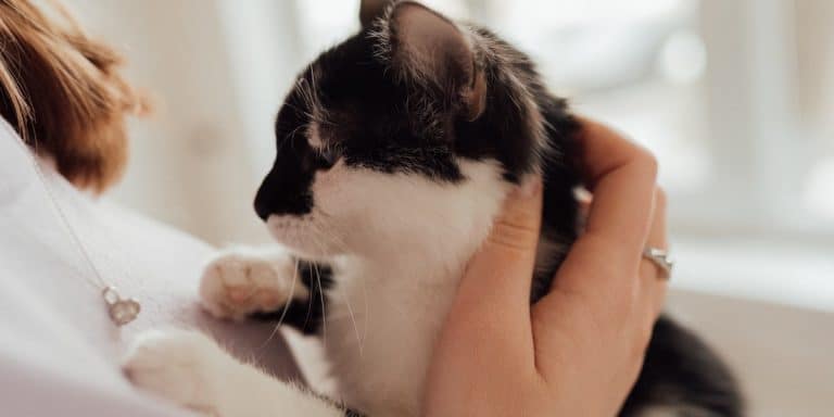 Vlooien Bij Katten – Symptomen, Oorzaken & Oplossingen