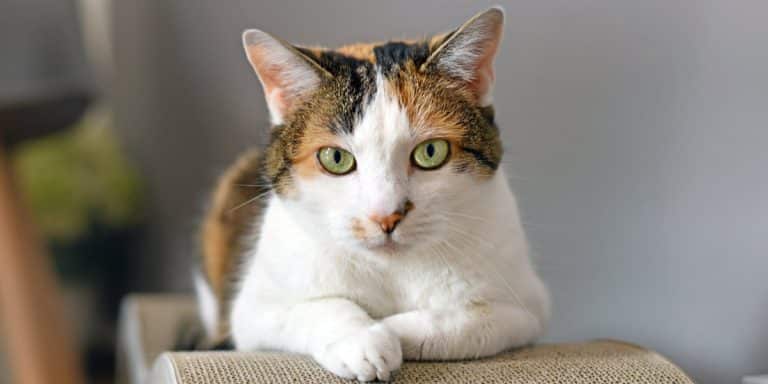 Blaasgruis Bij Katten – Wat Is Het & Hoe Te Verhelpen