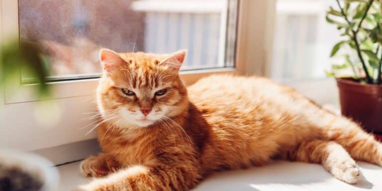 Hoe Vaak Katten Ontwormen? – De Feiten Op Een Rij