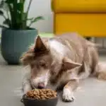hoeveel eet een pup