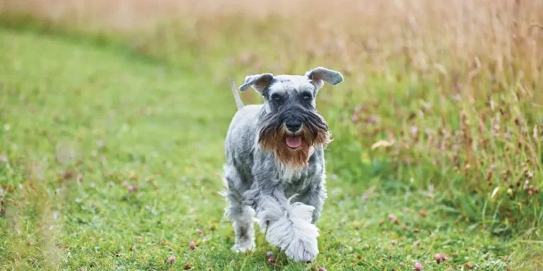 Verlies & Afscheid Van Je Hond | Hoe Maak Je Het Afscheid Speciaal?
