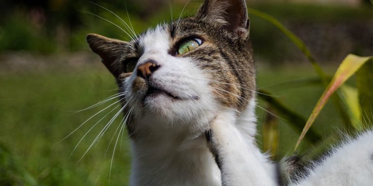 Vlooien Middel Kat – Beste Anti Vlooienmiddelen Voor Katten