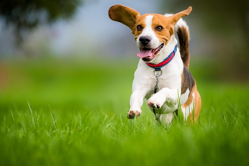 Beagle-hond