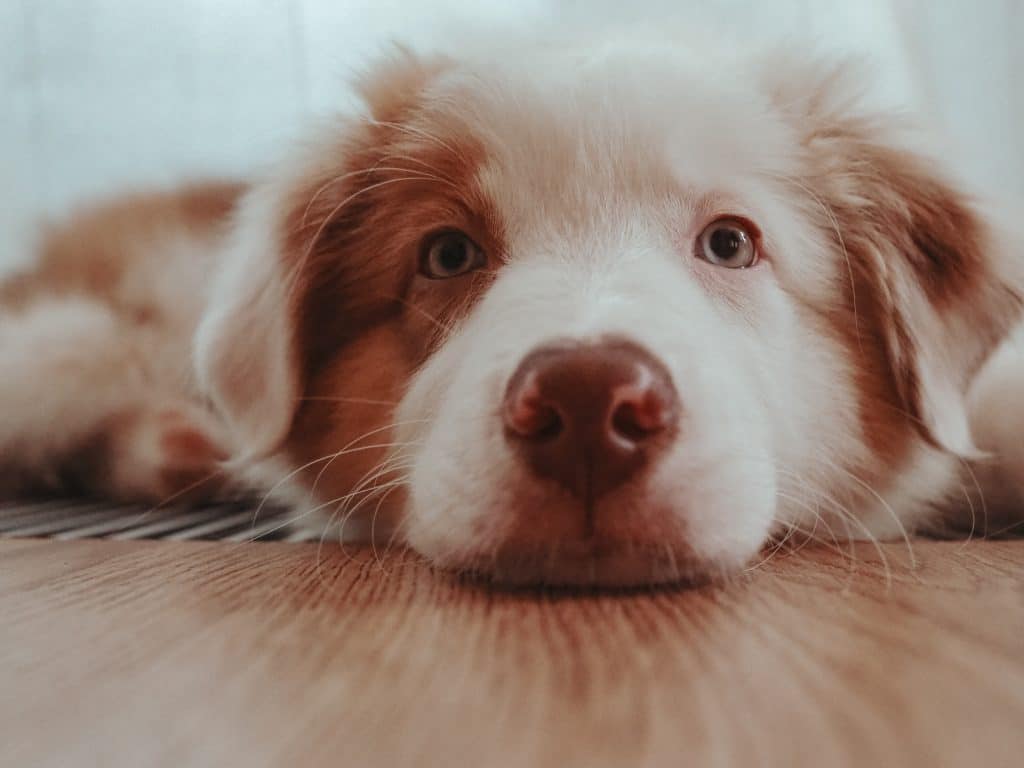 Australische-herder-hond-pup