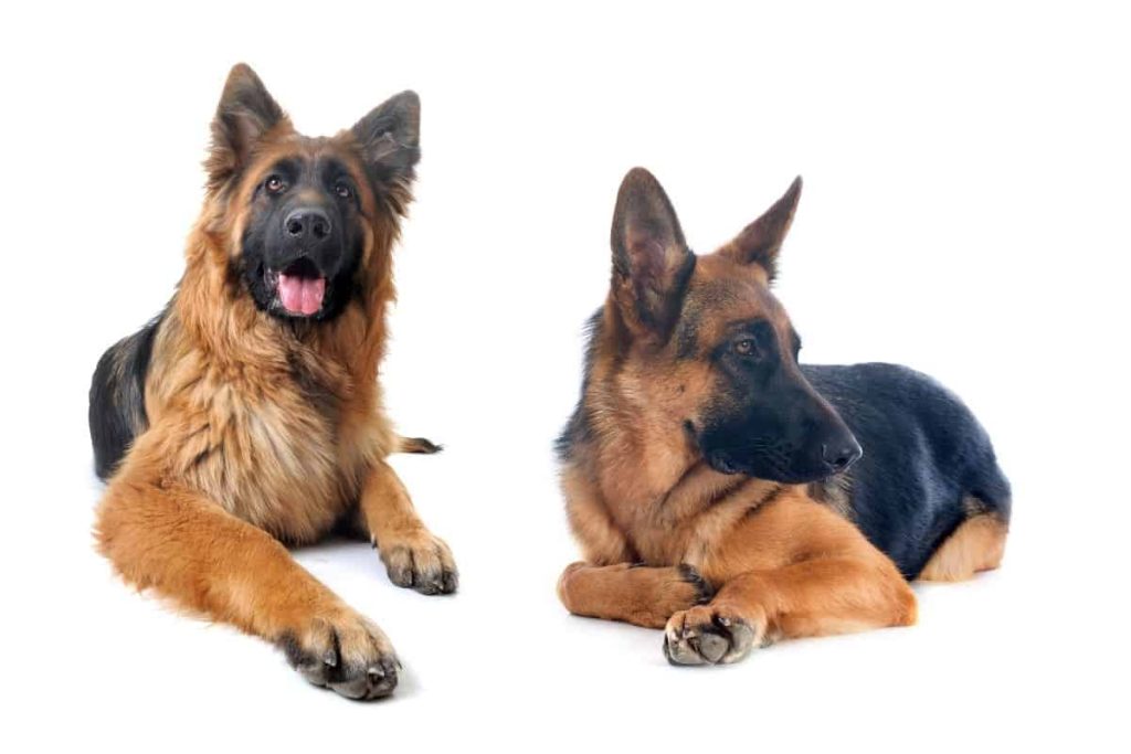 Difference-Between-Long-Haired-Short-Haired-GSD
