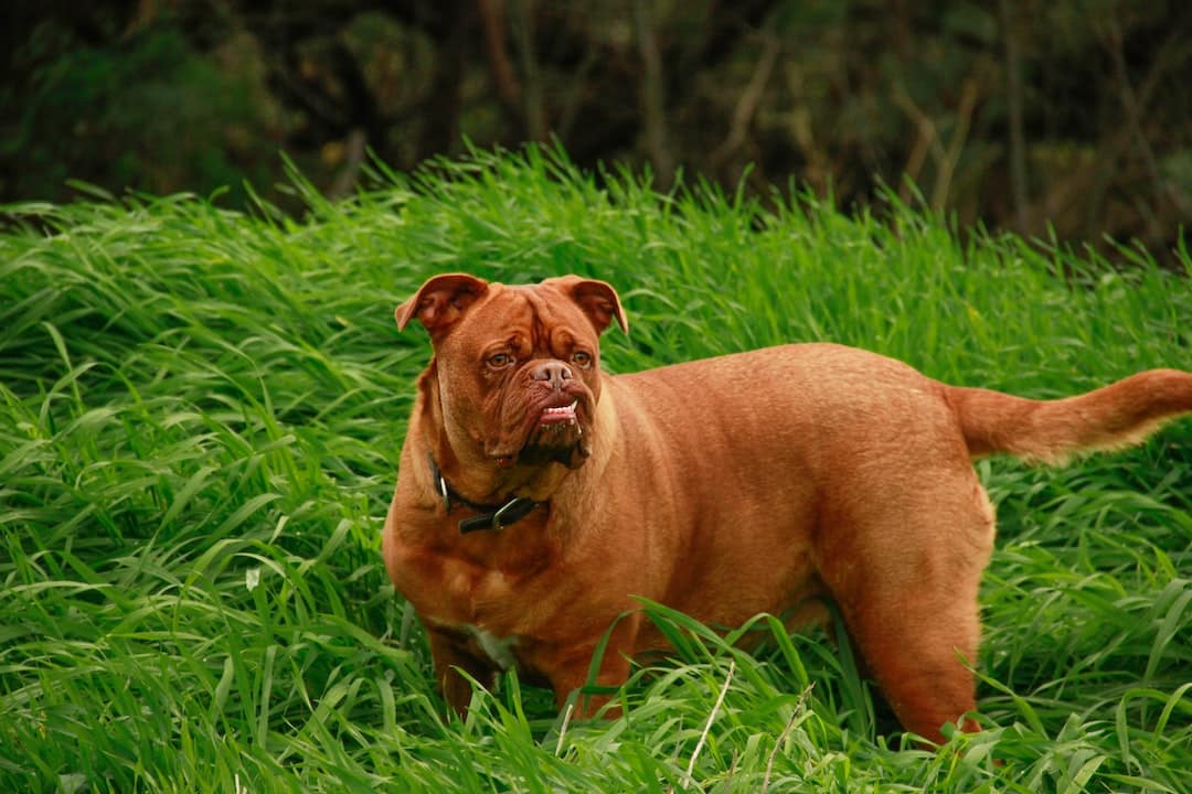 Bordeauxdog-hond
