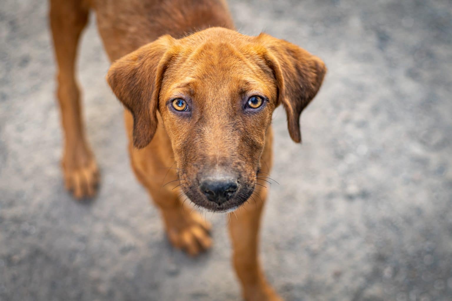 Rhodesian Ridgeback: Rasinformatie! - Happy Animal