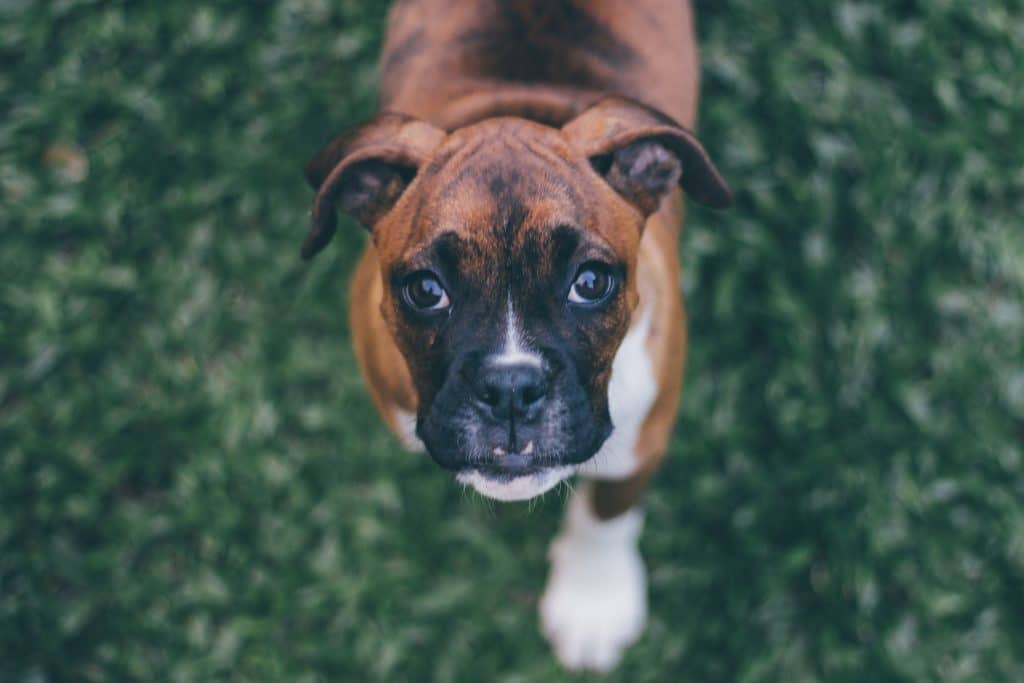 boxer-hond-pup
