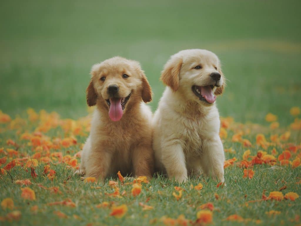 golden-retriever-hond-pup