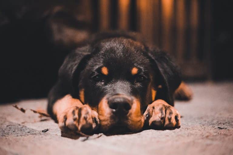 De Rottweiler: Alles Over Dit Ras + Tips! - Happy Animal