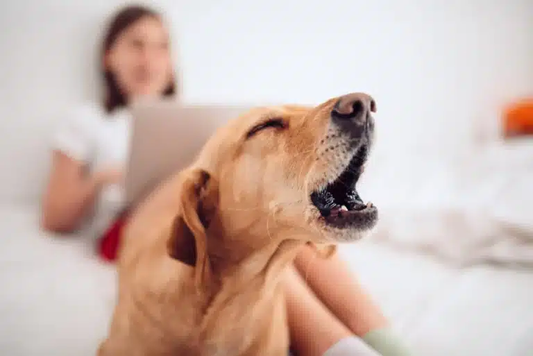 Blaffende Begroetingen: Je Hond Vriendelijk Laten Reageren Op De Deurbel