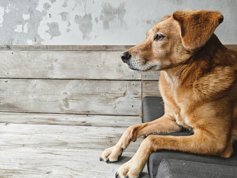 Rust, ritme en aandacht: waarom dieren floreren bij voorspelbaarheid