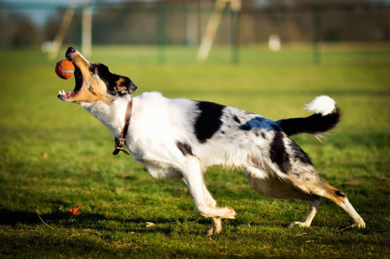 Apporteerspeelgoed voor grote honden: zo kies je het juiste speeltje